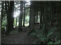 Woodland in the grounds of Shap Wells Hotel