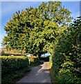 Green canopy over a minor road in Gaerllwyd, Monmouthshire