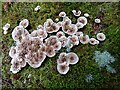 NJ3556 : Fungi by Anne Burgess