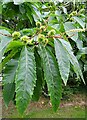 Sweet Chestnut (Castanea sativa)