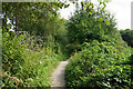 The Itchen Way near Allbrook