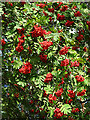NJ4603 : Rowan Berries by Anne Burgess