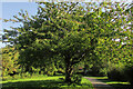 Tree, Redland Green