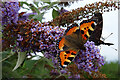 Butterflies on Buddleia