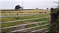 Cows in field west of Cocklakes