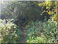 Path by the River Salwarpe at Upton Warren Nature Reserve