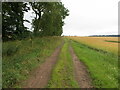 Field edge track between woodland and grain crop