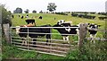 Cows at gate on NE side of Peter Gate