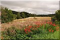 Haugh Land in Strathdon