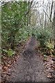 Footpath, Kilndown Wood