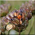 NU0248 : A ladybird on a seed head by Walter Baxter