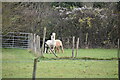 Alpacas, Knatts Valley