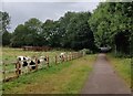 Horses on the Aylestone Meadows