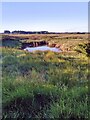 Tidal Pond beside Estuary of the River Brue from NCN33