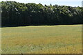 TR1235 : Flax field by Folks Wood by N Chadwick