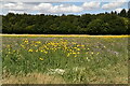TR0949 : Wildflower meadow by N Chadwick