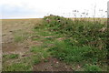 Derelict dry stone wall on Naunton Downs