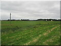 Over  Reydon  Marshes  from  flood  bank  footpath