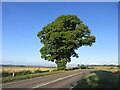 Tree north of Guildtown