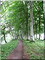 Riverside path north of Edzell