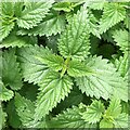 White dead-nettle leaves by Furners Lane