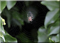 A garden spider (Araneus diadematus)