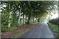 Beech trees on the road to Whiteleehill