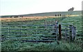 Gates and grazing cattle at Walston