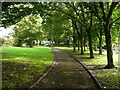 Path beside the trees