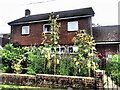 Sunflower in Stonegate