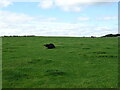 Cattle grazing near Harelaw