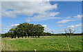 Grazing and trees near Broadhouselea