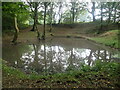 Pond in Park Wood