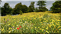 SD3886 : Wildflower meadow, Fell Foot Park by Mick Garratt
