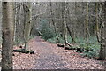 Footpath, Church Wood