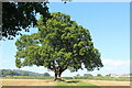 SO3403 : Large oak tree by grass track in field by M J Roscoe