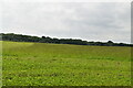 Farmland near Penshurst