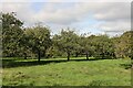 Apple orchard near Hunts Hill Barn