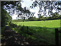 One of the paths in the Tamar Trails