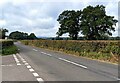 Trees and hedges, Gwernesney, Monmouthshire