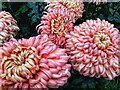 Chrysanthemum cultivar, Halls of Heddon