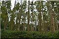 Conifers, Park Wood