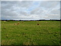 Cattle grazing, Bowhousebog or Liquo