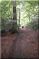 Footpath, Churchfield Copse