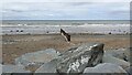 Seaside at Tywyn