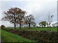 Autumn field trees