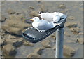 SH6976 : Seagulls on a streetlight by Mat Fascione