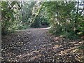 Path through Alexandra Park