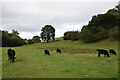 Welsh Black Cattle