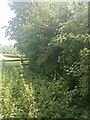 Very overgrown footpath on the way to Round Hill